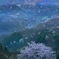 桜仙峡の春