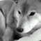 柴犬①