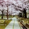 桜のトンネル