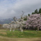 釜の越桜