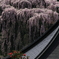 福聚寺　枝垂桜