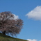 雲と桜