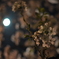 さくら月夜