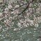 水面と桜のキラキラ