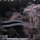 049報恩閣の枝垂れ桜