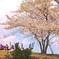 桜日和り