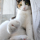 猫1