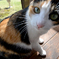 猫2