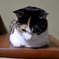猫4