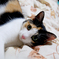 猫5