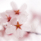 やさしい雨　　（小彼岸桜）