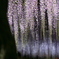 曼荼羅寺公園　夜の藤