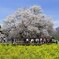 一心行の大桜