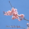 一輪の桜