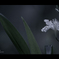 Fringed iris。