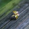 新芽