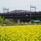 阪急電車と菜の花