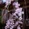 神明桜