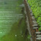 Green road