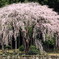 しだれ桜が降りそそぐ