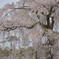 円山桜