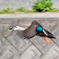 カルガモが飛んだ！