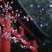 雨の葉桜