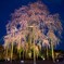 東寺しだれ桜