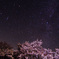 奈良最後の桜とこと座流星群
