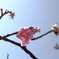 薄桃