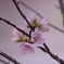 桜の咲く春