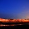 夜桜