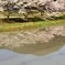 田舎の春