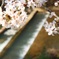 朝日を浴びて