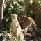 多摩のヒョウ