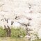桜の中の幸せ