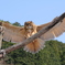 掛川花鳥園　フクロウ