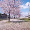 散り桜、地満開