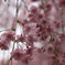 しだれ桜