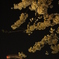 夜桜