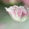 浮遊花