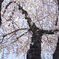 120407千葉公園竹田