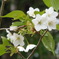 冬桜