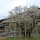 淡墨桜