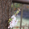 小さな芽