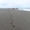 桂浜