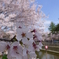 酒津公園の桜１
