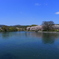 酒津公園の桜２