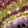 藤の花　花言葉　至福の時