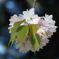 しおがま桜